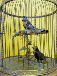 Birdcage Frankreich 1880 - 53x29 cm Holzkorpus vergoldet 2.jpg